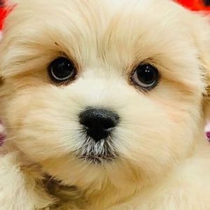 Meet your Posher, Elle